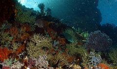 Raja Ampat 2016 - Corail - IMG_4683_rc